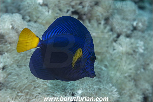 Crotta Marsa Alam, Marsa Alam, Egypt, Red sea, Reef, Zebrasoma xanthurum, Zebrasoma, Acanthuridae, Yellowtail Tang, Surgeonfish, Fish