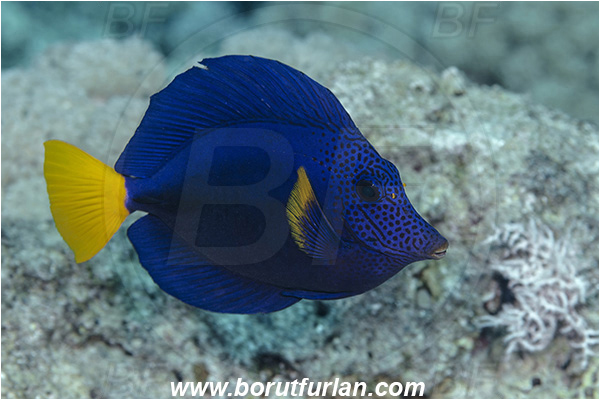 Crotta Marsa Alam, Marsa Alam, Egypt, Red sea, Reef, Zebrasoma xanthurum, Zebrasoma, Acanthuridae, Yellowtail Tang, Surgeonfish, Fish