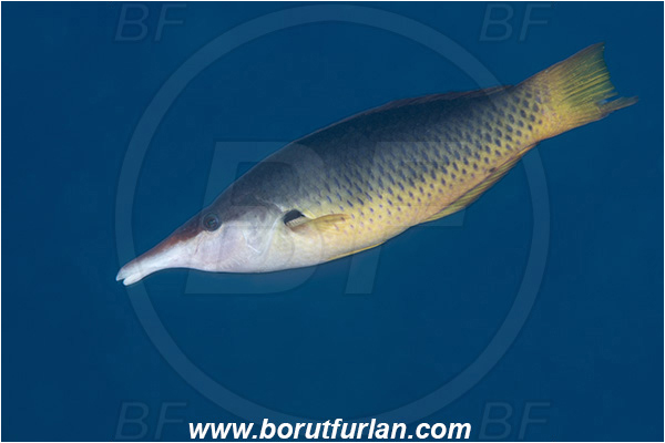 Crotta Marsa Alam, Marsa Alam, Egypt, Red sea, Gomphosus caeruleus, Gomphosus, Labridae, Bird wrasse, Female, Wrasse, Fish