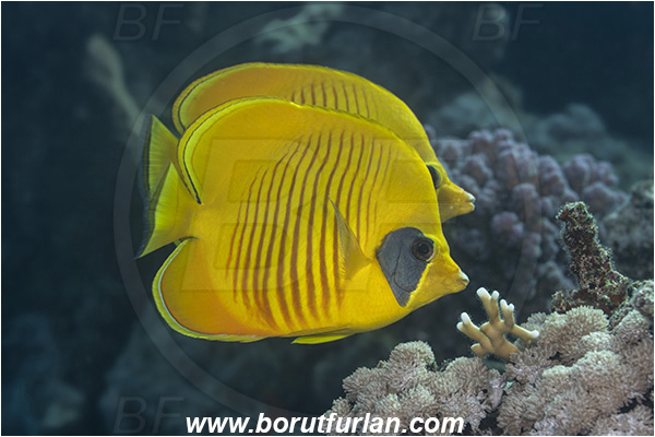 Crotta Marsa Alam, Marsa Alam, Egypt, Red sea, Chaetodon semilarvatus, Chaetodon, Chaetodontidae, Masked Butterflyfish, Butterflyfish, Fish