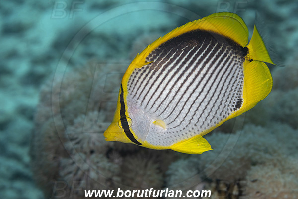 Crotta Marsa Alam, Marsa Alam, Egypt, Red sea, Chaetodon melannotus, Chaetodon, Chaetodontidae, Blackback butterflyfish, Butterflyfish, Fish