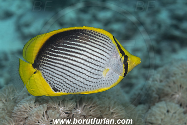 Crotta Marsa Alam, Marsa Alam, Egypt, Red sea, Chaetodon melannotus, Chaetodon, Chaetodontidae, Blackback butterflyfish, Butterflyfish, Fish