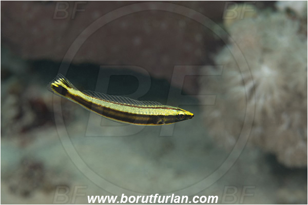 Crotta Marsa Alam, Marsa Alam, Egypt, Red sea, Hologymnosus annulatus, Hologymnosus, Labridae, Ring wrasse, Juvenile, Wrasse, Fish