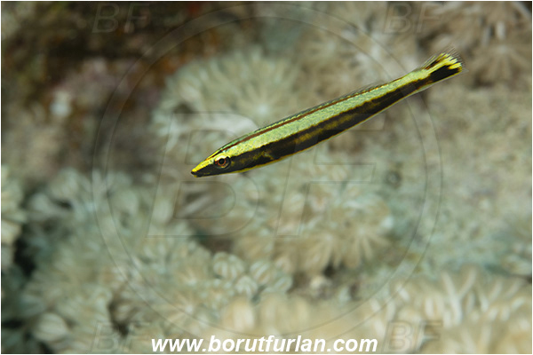 Crotta Marsa Alam, Marsa Alam, Egypt, Red sea, Hologymnosus annulatus, Hologymnosus, Labridae, Ring wrasse, Juvenile, Wrasse, Fish