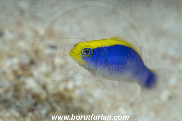 Crotta Marsa Alam, Marsa Alam, Egypt, Red sea, Pseudochromis flavivertex, Pseudochromis, Pseudochromidae, Sunrise Dottyback, Dottyback, Fish