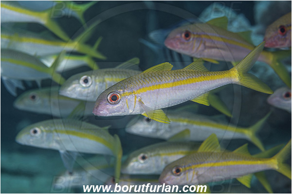 Abu Dabab, Marsa Alam, Egypt, Red sea, Mulloidichthys vanicolensis, Mulloidichthys, Mullidae, Yellowfin Goatfish, Goatfish, Fish, Fish school