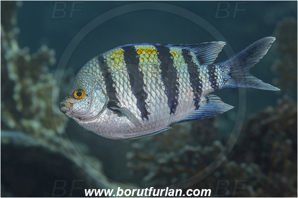 Abu Dabab, Marsa Alam, Egypt, Red sea, Abudefduf vaigiensis, Abudefduf, Pomacentridae, Indo-Pacific sergeant, Sergeant, Damselfish, Fish