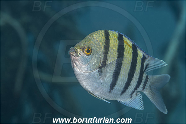 Abu Dabab, Marsa Alam, Egypt, Red sea, Abudefduf vaigiensis, Abudefduf, Pomacentridae, Indo-Pacific sergeant, Sergeant, Damselfish, Fish