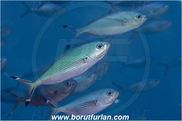 Crotta Marsa Alam, Marsa Alam, Egypt, Red sea, Caesio suevica, Caesio, Caesionidae, Suez Fusilier, Fusilier, Fish