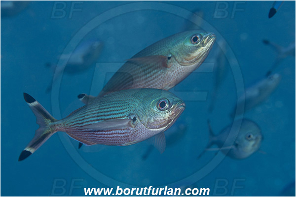 Crotta Marsa Alam, Marsa Alam, Egypt, Red sea, Caesio suevica, Caesio, Caesionidae, Suez Fusilier, Fusilier, Fish