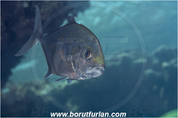 Crotta Marsa Alam, Marsa Alam, Egypt, Red sea, Carangoides bajad, Carangoides, Carangidae, Orangespotted Trevally, Trevally, Fish, Portrait