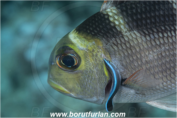 Crotta Marsa Alam, Marsa Alam, Egypt, Red sea, Monotaxis grandoculis, Monotaxis, Lethrinidae, Bigeye Emperor, Emperor, Fish, Portrait, Labroides dimidiatus, Labroides, Labridae, Cleaner Wrasse, Wrasse, Juvenile, Cleaning