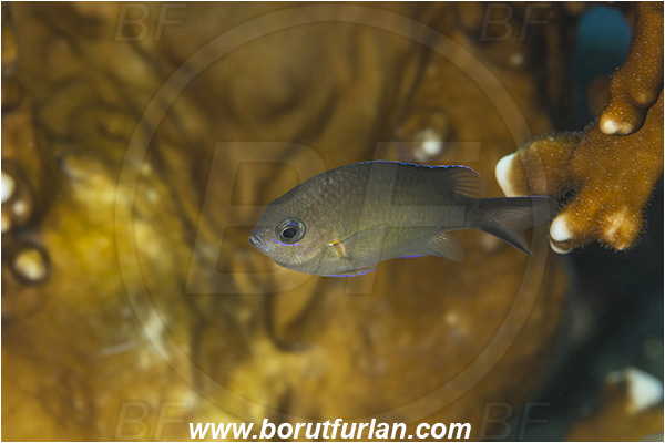 Abu Dabab, Marsa Alam, Egypt, Red sea, Chromis flavaxilla, Chromis, Pomacentridae, Arabian chromis, Fish