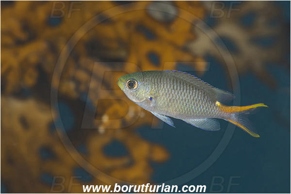 Abu Dabab, Marsa Alam, Egypt, Red sea, Neopomacentrus miryae, Neopomacentrus, Pomacentridae, Miry
