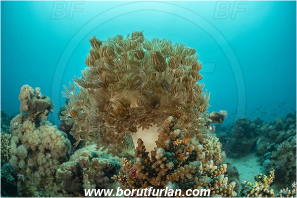 Aqaba, Jordan, Red sea, Xenia umbellata, Xenia, Xeniidae, Feathery soft coral, Umbrella xenia, Soft coral, Coral, Cnidaria, Cnidarian, Reef