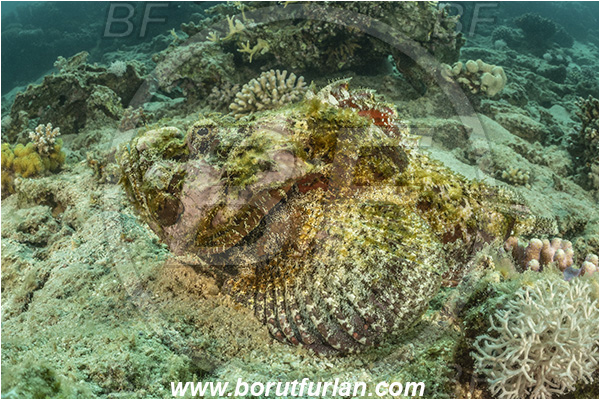 Aqaba, Jordan, Red sea, Scorpaenopsis diabolus, Scorpaenopsis, Scorpaenidae, False Stonefish, Scorpionfish, Fish, Reef