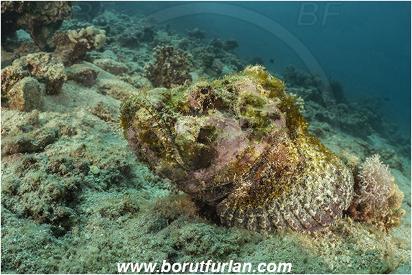 Aqaba, Jordan, Red sea, Scorpaenopsis diabolus, Scorpaenopsis, Scorpaenidae, False Stonefish, Scorpionfish, Fish, Reef