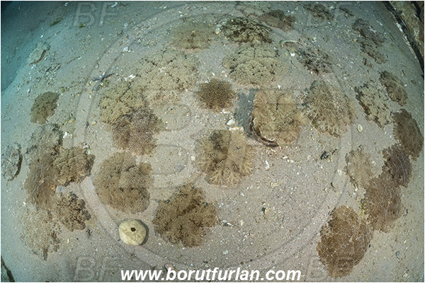 Aqaba, Jordan, Red sea, Cassiopea andromeda, Cassiopea, Cassiopeidae, Upside down jellyfish, Jellyfish, Anthozoa, Cnidaria, Cnidarian, Sand