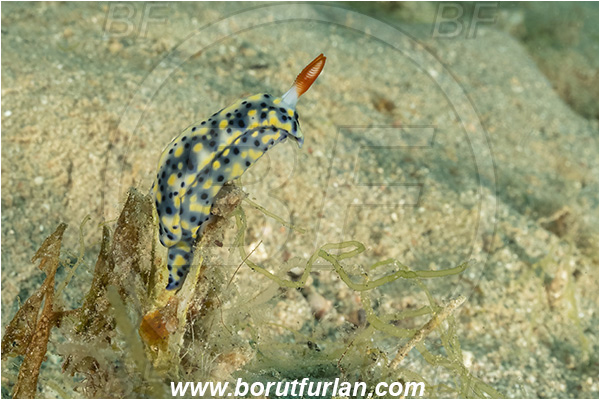 Aqaba, Jordan, Red sea, Hypselodoris infucata, Hypselodoris, Chromodorididae, Yellow-spotted nudibranch, Nudibranch, Sea slug, Gastropoda, Mollusca, Mollusc