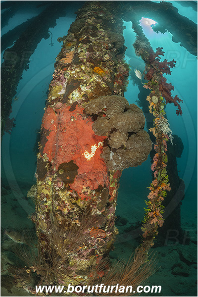 Aqaba, Jordan, Red sea, Wooden pillar, Various benthic life