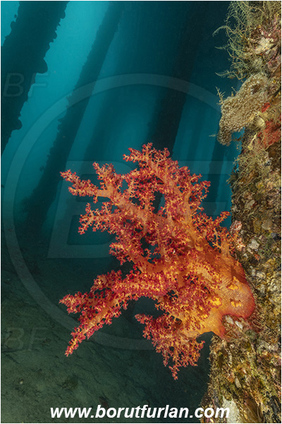 Aqaba, Jordan, Red sea, Dendronephthya hemprichi, Dendronephthya, Nephtheidae, Soft coral, Coral, Anthozoa, Cnidaria, Cnidarian, Wooden pillar
