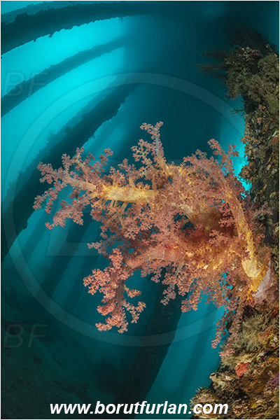Aqaba, Jordan, Red sea, Dendronephthya hemprichi, Dendronephthya, Nephtheidae, Soft coral, Coral, Anthozoa, Cnidaria, Cnidarian, Wooden pillar