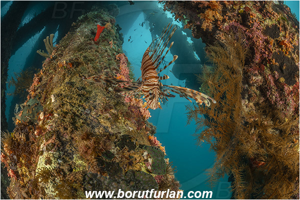 Aqaba, Jordan, Red sea, Pterois miles, Pterois, Scorpaenidae, Devil Firefish, Lionfish, Fish, Wooden pillar