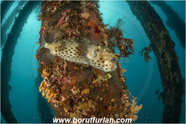 Aqaba, Jordan, Red sea, Diodon holocanthus, Diodon, Diodontidae, Longspined porcupinefish, Balloonfish, Porcupinefish, Fish, Wooden pillar