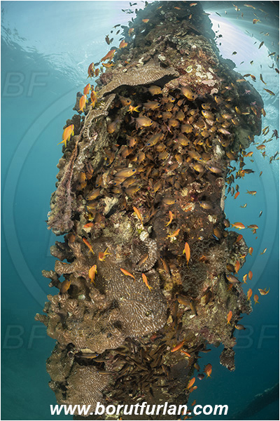 Aqaba, Jordan, Egypt, Red sea, Taeniamia fucata, Taeniamia, Apogonidae, Orange-lined Cardinalfish, Painted Cardinalfish, Cardinalfish, Fish, Fish school, Wooden pillar