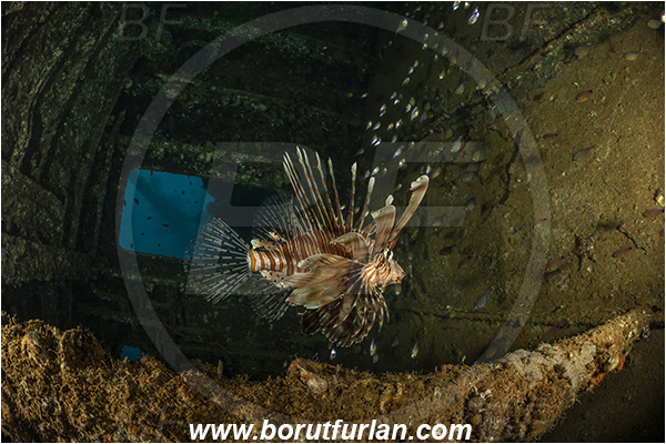 Aqaba, Jordan, Red sea, Wreck, Cedar Pride, Wreck Cedar Pride, Pterois miles, Pterois, Scorpaenidae, Devil Firefish, Lionfish, Fish