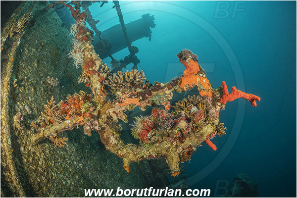 Aqaba, Jordan, Red sea, Wreck, Cedar Pride, Wreck Cedar Pride, Various benthic life