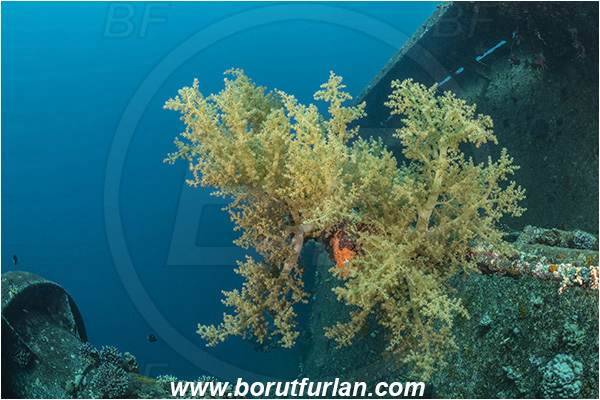 Aqaba, Jordan, Red sea, Wreck, Cedar Pride, Wreck Cedar Pride, Litophyton sp., Litophyton, Nephtheidae, Broccoli coral, Soft coral, Coral, Cnidaria, Cnidarian