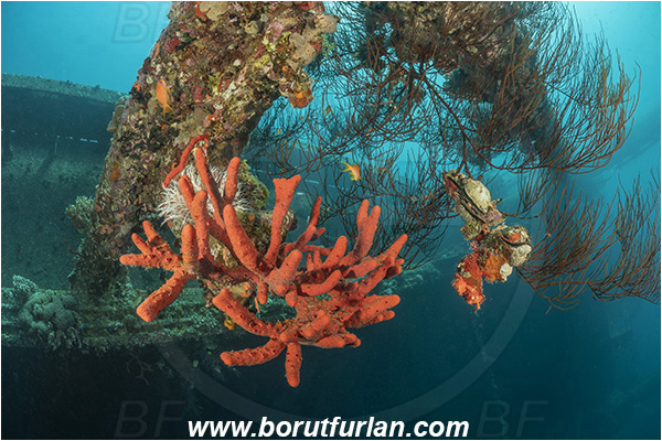 Aqaba, Jordan, Red sea, Wreck, Cedar Pride, Wreck Cedar Pride, Iotrochota purpurea, Iotrochota, Iotrochotidae, Iodine finger sponge, Sponge, Porifera