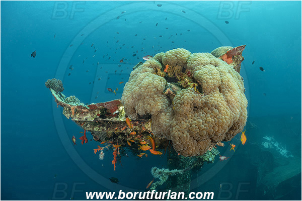 Aqaba, Jordan, Red sea, Wreck, Cedar Pride, Wreck Cedar Pride, Plerogyra sinuosa, Plerogyra, Scleractinia, Bubble coral, Coral, Cnidaria, Cnidarian