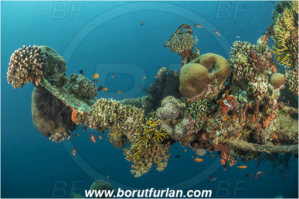 Aqaba, Jordan, Red sea, Wreck, Cedar Pride, Wreck Cedar Pride, Various benthic life