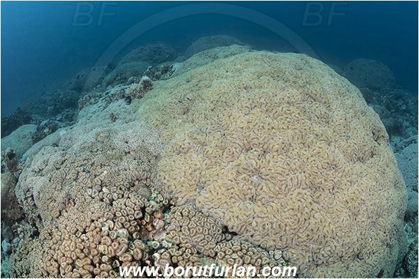 Aqaba, Jordan, Red sea, Lobophyllia corymbosa, Lobophyllia, Lobophylliidae, Anthozoa, Cnidaria, Cnidarian, Lobed Cactus Coral, Brain Root Coral, Coral, Reef