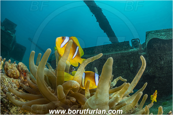 Aqaba, Jordan, Red sea, Heteractis magnifica, Heteractis, Stichodactylidae, Magnificent Sea Anemone, Anemone, Anthozoa, Cnidaria, Cnidarian, Reef, Amphiprion bicinctus, Amphiprion, Pomacentridae, Red Sea Anemonefish, Anemonefish, Red sea Clownfish, Clownfish, Fish, Wreck