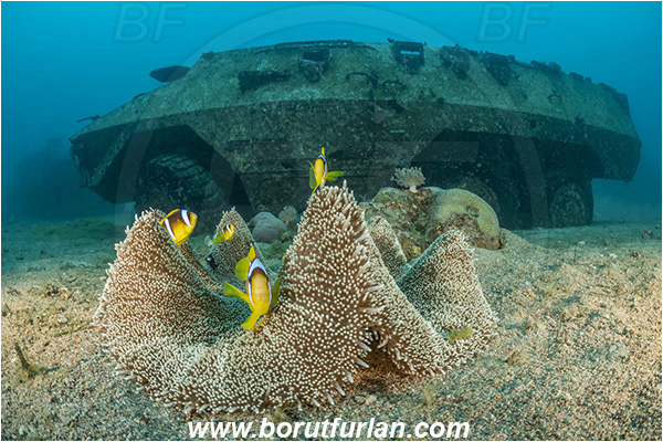 Aqaba, Jordan, Red sea, Stichodactyla haddoni, Stichodactyla, Stichodactylidae, Haddon