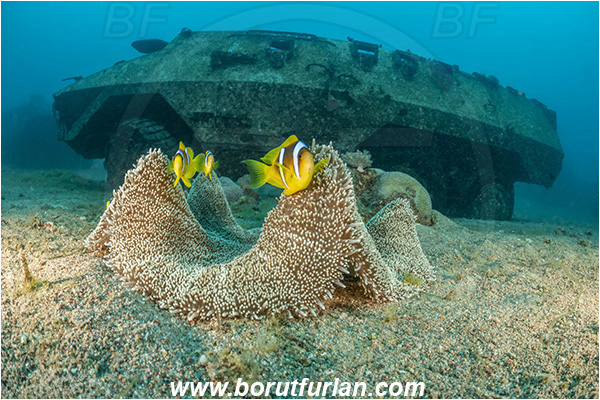 Aqaba, Jordan, Red sea, Stichodactyla haddoni, Stichodactyla, Stichodactylidae, Haddon
