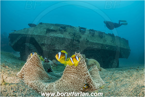 Aqaba, Jordan, Red sea, Stichodactyla haddoni, Stichodactyla, Stichodactylidae, Haddon