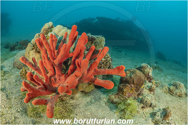 Aqaba, Jordan, Red sea, Iotrochota purpurea, Iotrochota, Iotrochotidae, Iodine finger sponge, Sponge, Porifera, Wreck