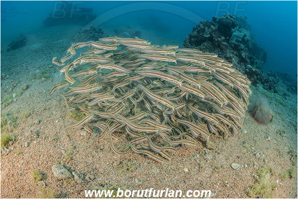 Aqaba, Jordan, Red sea, Wreck, Galeichthys trowi, Galeichthys, Ariidae, White berbel, Natal catfish, Catfish, Fish, Fish school