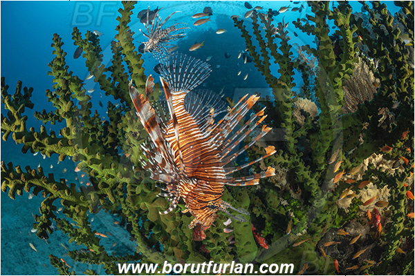 Bangka, Sulawesi, Indonesia, Pterois miles, Pterois, Scorpaenidae, Devil Firefish, Lionfish, Fish, Reef