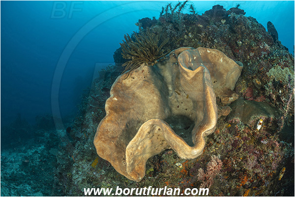 Bangka, Sulawesi, Indonesia, Diacarnus, Diacarnus sp., Podospongiidae, Sponge, Porifera, Reef