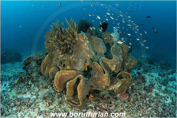 Bangka, Sulawesi, Indonesia, Diacarnus, Diacarnus sp., Podospongiidae, Sponge, Porifera, Reef