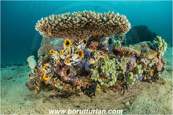 Bangka, Sulawesi, Indonesia, Acropora sp., Acropora, Acroporidae, Table Coral, Coral, Anthozoa, Cnidaria, Cnidarian, Reef, Polycarpa aurata, Polycarpa, Styelidae, Tunicata, Golden Sea Squirt, Tunicate