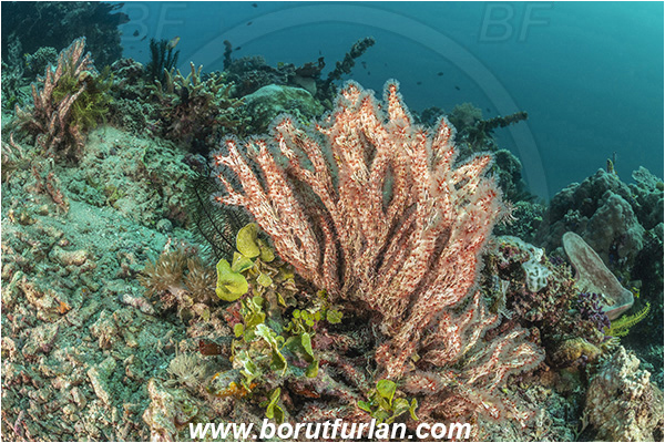 Bangka, Sulawesi, Indonesia, Filogranella elatensis, Filogranella, Serpulidae, Polychaeta, Annelid, Delicate Tube Worm, Worm, Reef