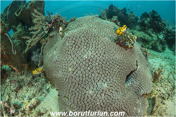 Bangka, Sulawesi, Indonesia, Galaxea fascicularis, Galaxea, Euphylliidae, Anthozoa, Cnidaria, Cnidarian, Porites Coral, Coral, Reef