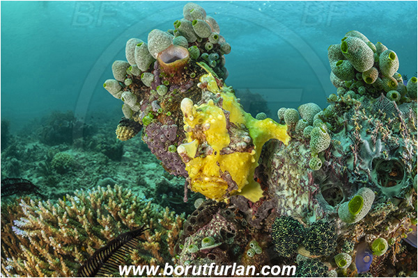 Bangka, Sulawesi, Indonesia, Antennarius maculatus, Antennarius, Antennariidae, Warty frogfish, Frogfish, Fish, Reef