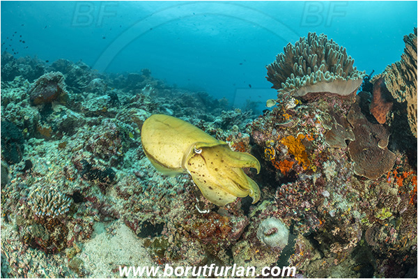 Bangka, Sulawesi, Indonesia, Sepia latimanus, Sepia, Sepiidae, Cephalopoda, Mollusca, Mollusc, Broadclub Cuttlefish, Cuttlefish, Reef